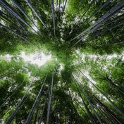 Bild: Bady Abbas – Unsplash