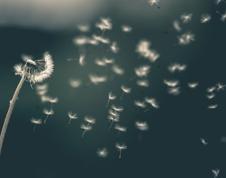 Bild: Saad Chaudhry – Unsplash